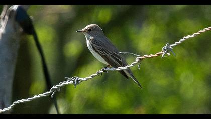 Spotted Flycatcher