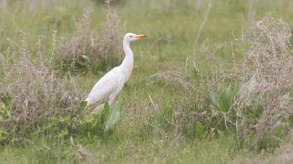 Western Cattle Egret