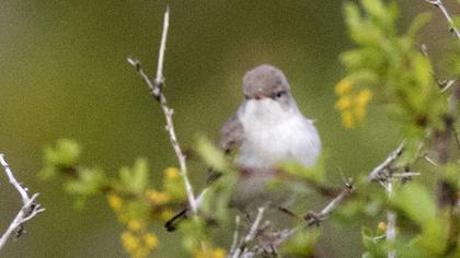 Common Whitethroat
