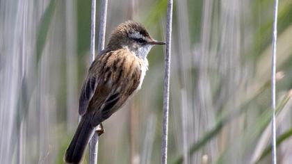 Moustached Warbler
