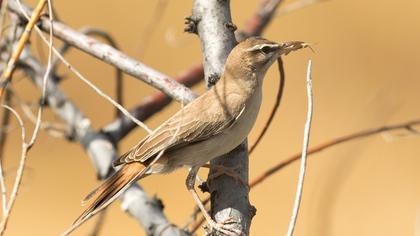Rufous-tailed Scrub Robin
