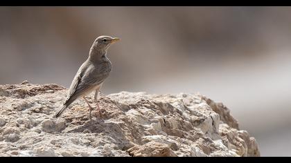 Desert Lark