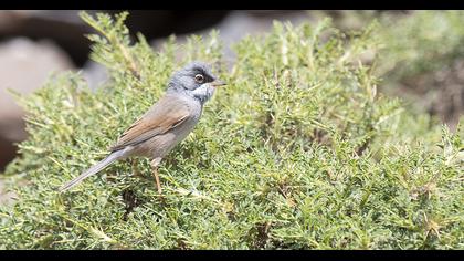 Spectacled Warbler