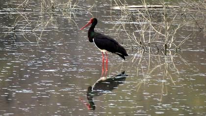Black Stork