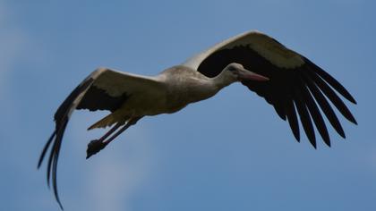 White Stork