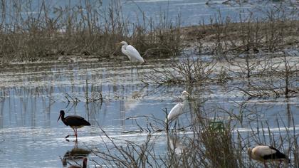 Great Egret