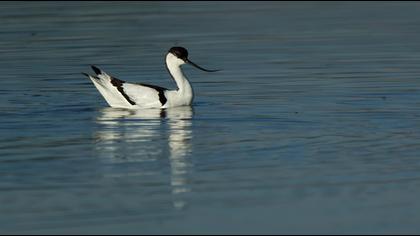 Pied Avocet