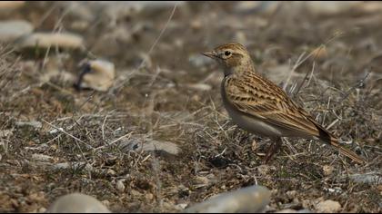 Greater Short-toed Lark