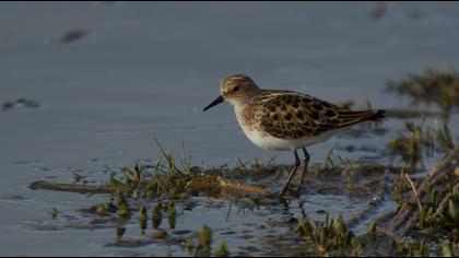 Little Stint