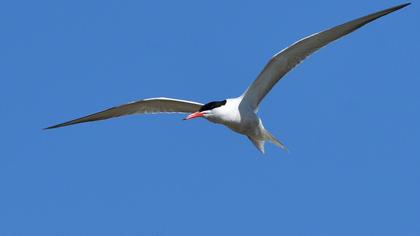 Caspian Tern