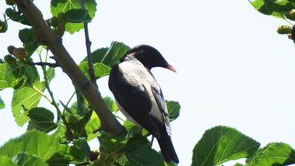 Rosy Starling