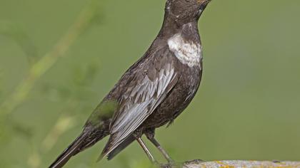 Ring Ouzel