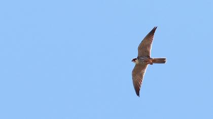 Eurasian Hobby