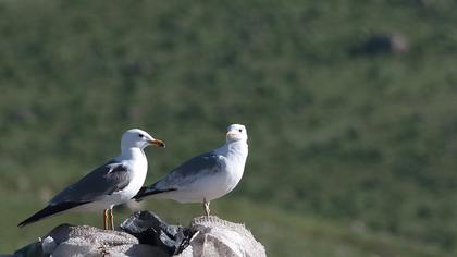 Armenian Gull