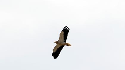 Egyptian Vulture