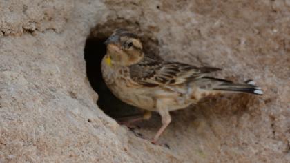 Rock Sparrow