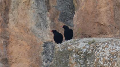 Red-billed Chough