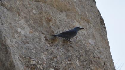 Blue Rock Thrush
