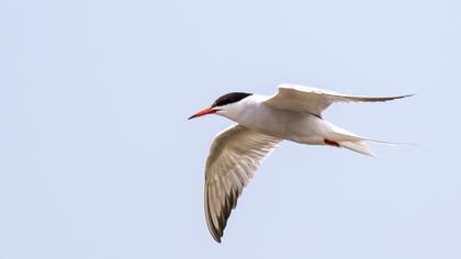 Common Tern