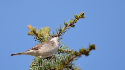 Lesser Whitethroat