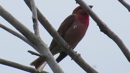 Common Rosefinch