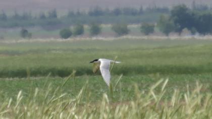 Gull-billed Tern