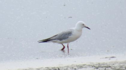 Slender-billed Gull