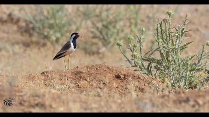 Red-wattled Lapwing