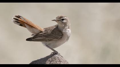 Rufous-tailed Scrub Robin