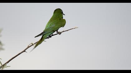 Blue-cheeked Bee-eater