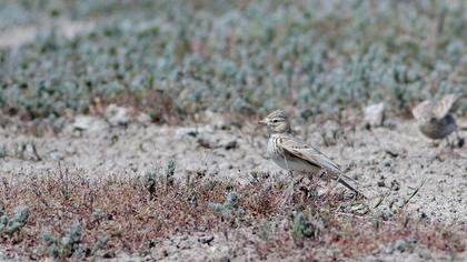 Turkestan Short-toed Lark