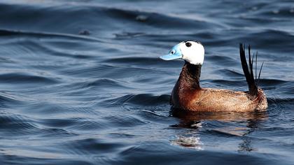 White-headed Duck