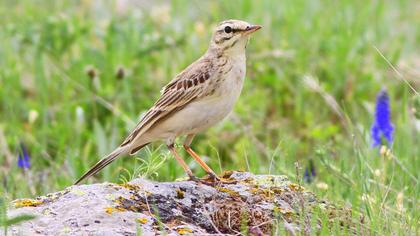 Tawny Pipit