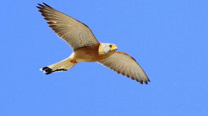 Lesser Kestrel