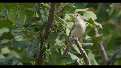 Olive-tree Warbler