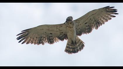 Short-toed Snake Eagle