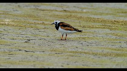 Ruddy Turnstone