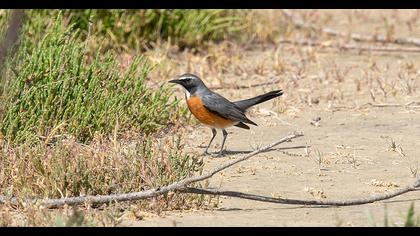 White-throated Robin