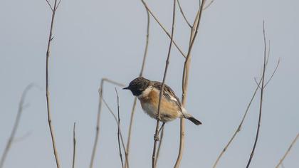 Siberian Stonechat