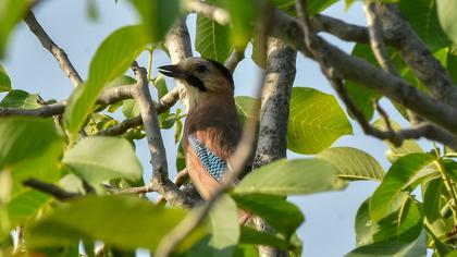 Eurasian Jay