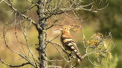 Eurasian Hoopoe