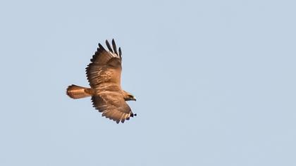 Common Buzzard