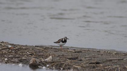 Ruddy Turnstone