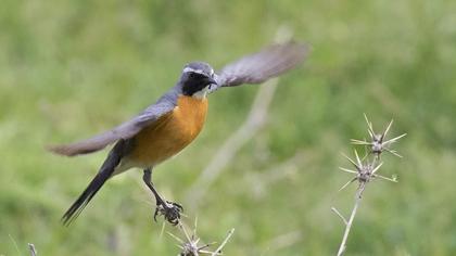 White-throated Robin