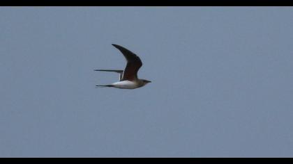Collared Pratincole