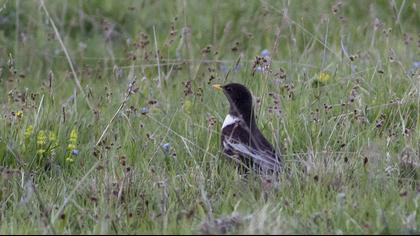 Ring Ouzel
