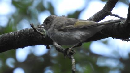 Eastern Bonelli`s Warbler
