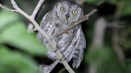 Eurasian Scops Owl
