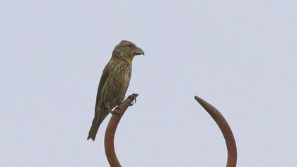Red Crossbill