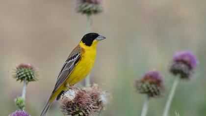 Black-headed Bunting